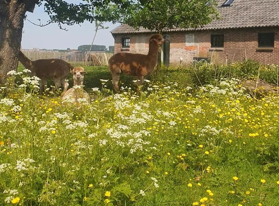 De Wagenloods-1