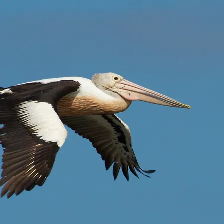 Pelican Point Sanctuary-2